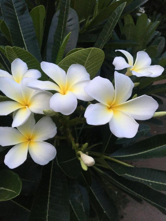 White Butterfly - A Countryside Homestay 特里凡得琅 外观 照片