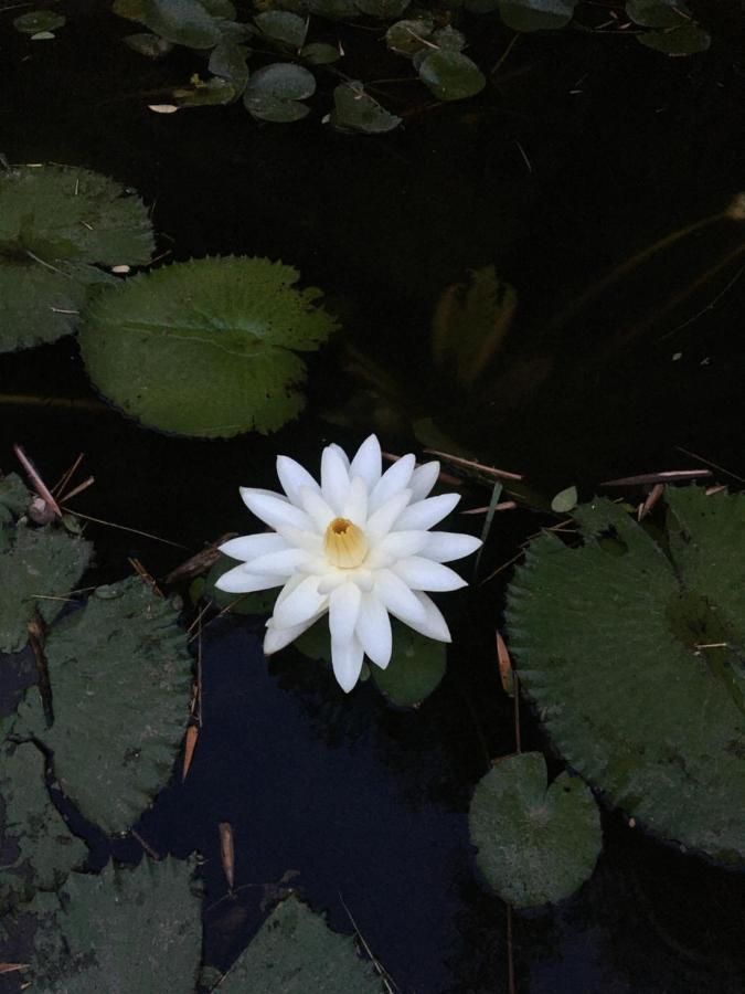 White Butterfly - A Countryside Homestay 特里凡得琅 外观 照片