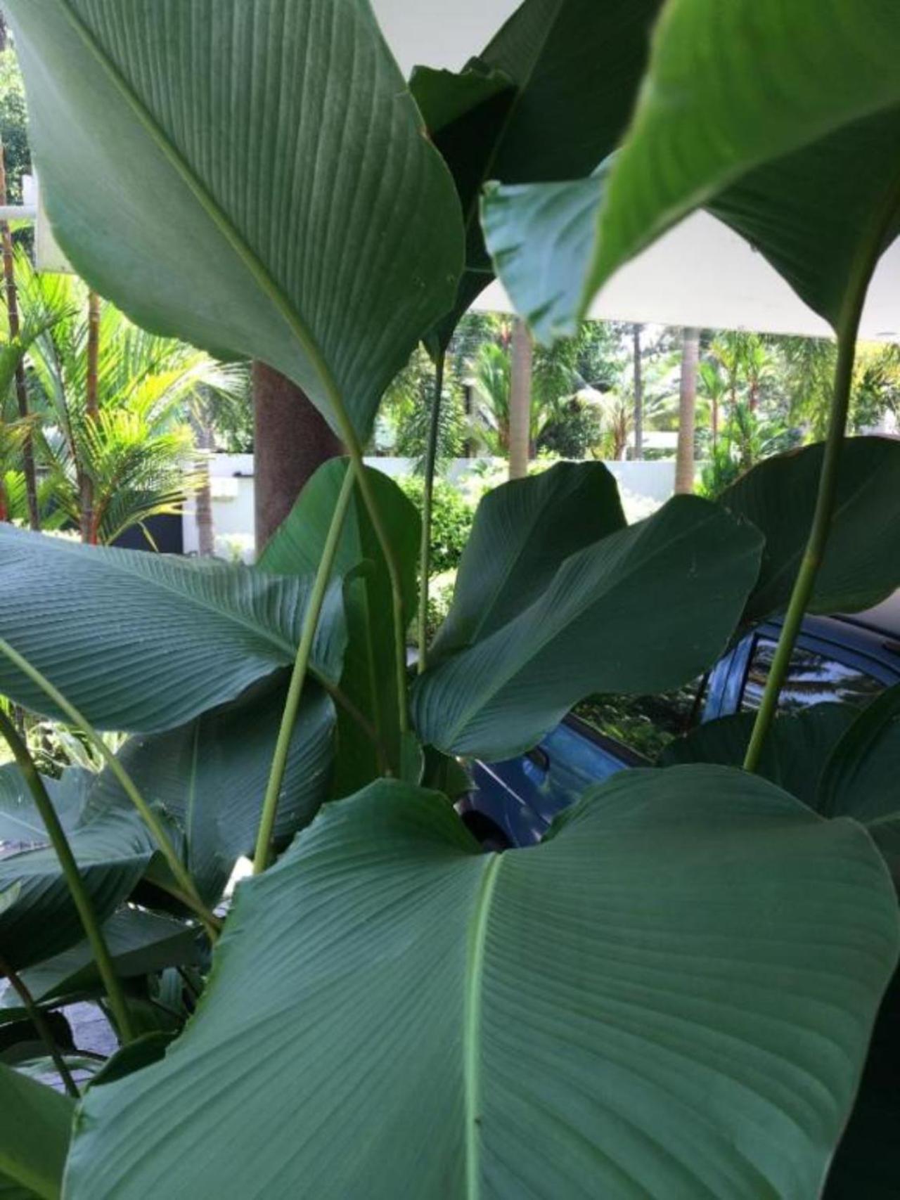 White Butterfly - A Countryside Homestay 特里凡得琅 外观 照片