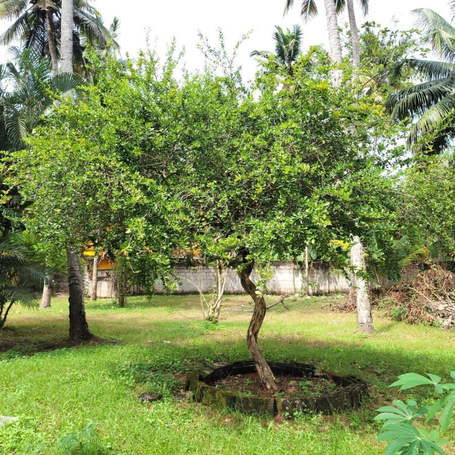 White Butterfly - A Countryside Homestay 特里凡得琅 外观 照片
